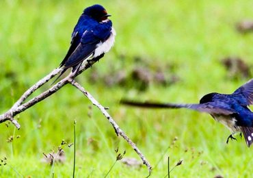 Kalametiya-Bird-Sanctuary