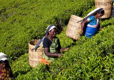 Tea-Plantation-&-walk