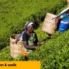 5Tea-Plantation-&-walk