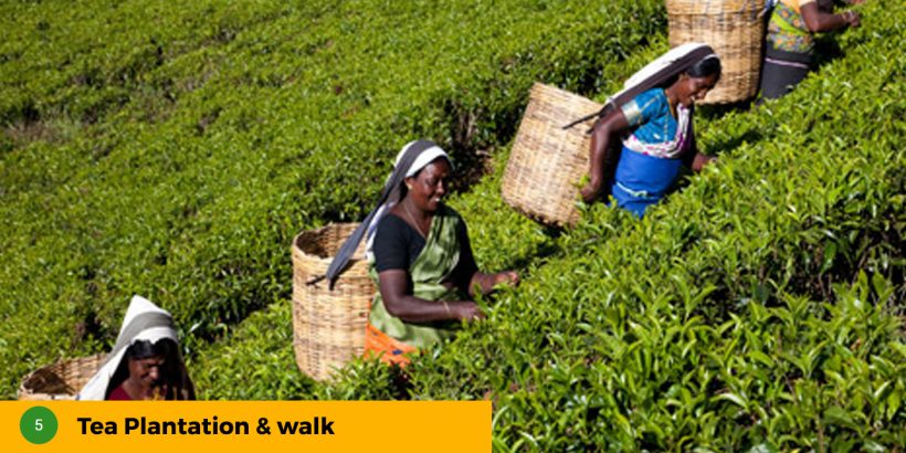 5Tea-Plantation-&-walk