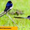 10-Kalametiya-Bird-Sanctuary