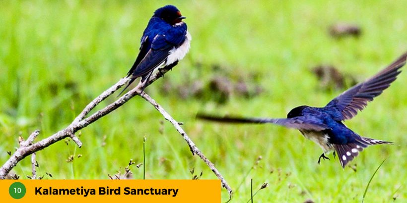 10-Kalametiya-Bird-Sanctuary