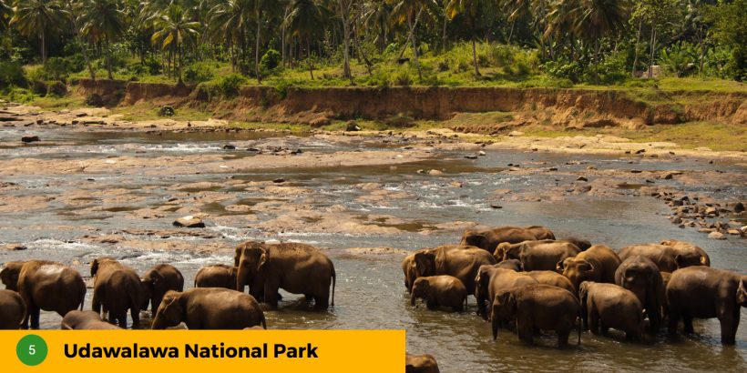 5-Udawalawa-National-Park