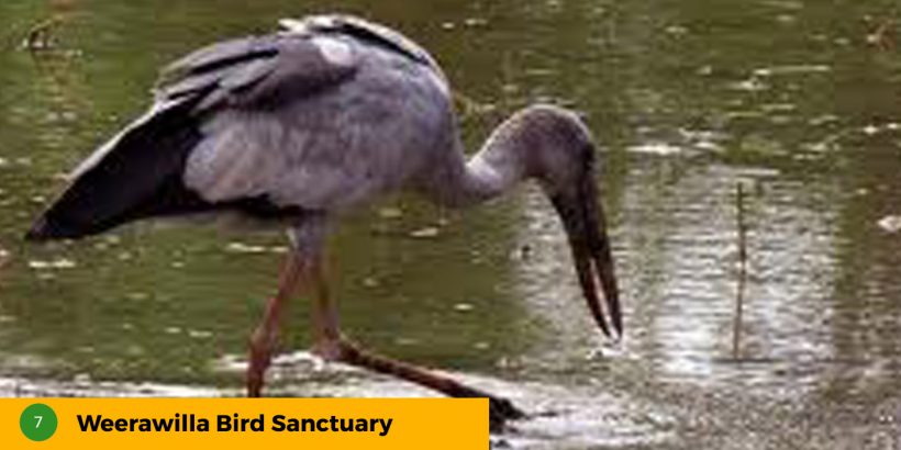 7-Weerawilla-Bird-Sanctuary